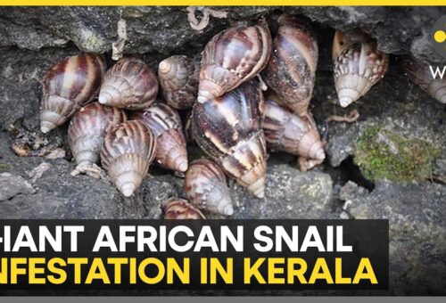Giant African Snails Leave a Trail of Damage in Kerala | WION
