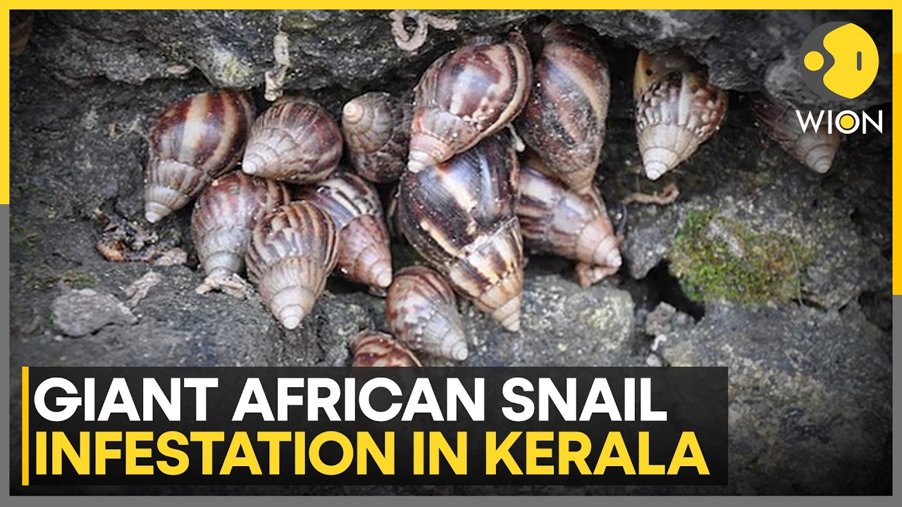Giant African Snails Leave a Trail of Damage in Kerala | WION